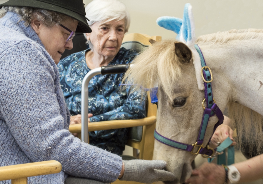 Animal Therapy